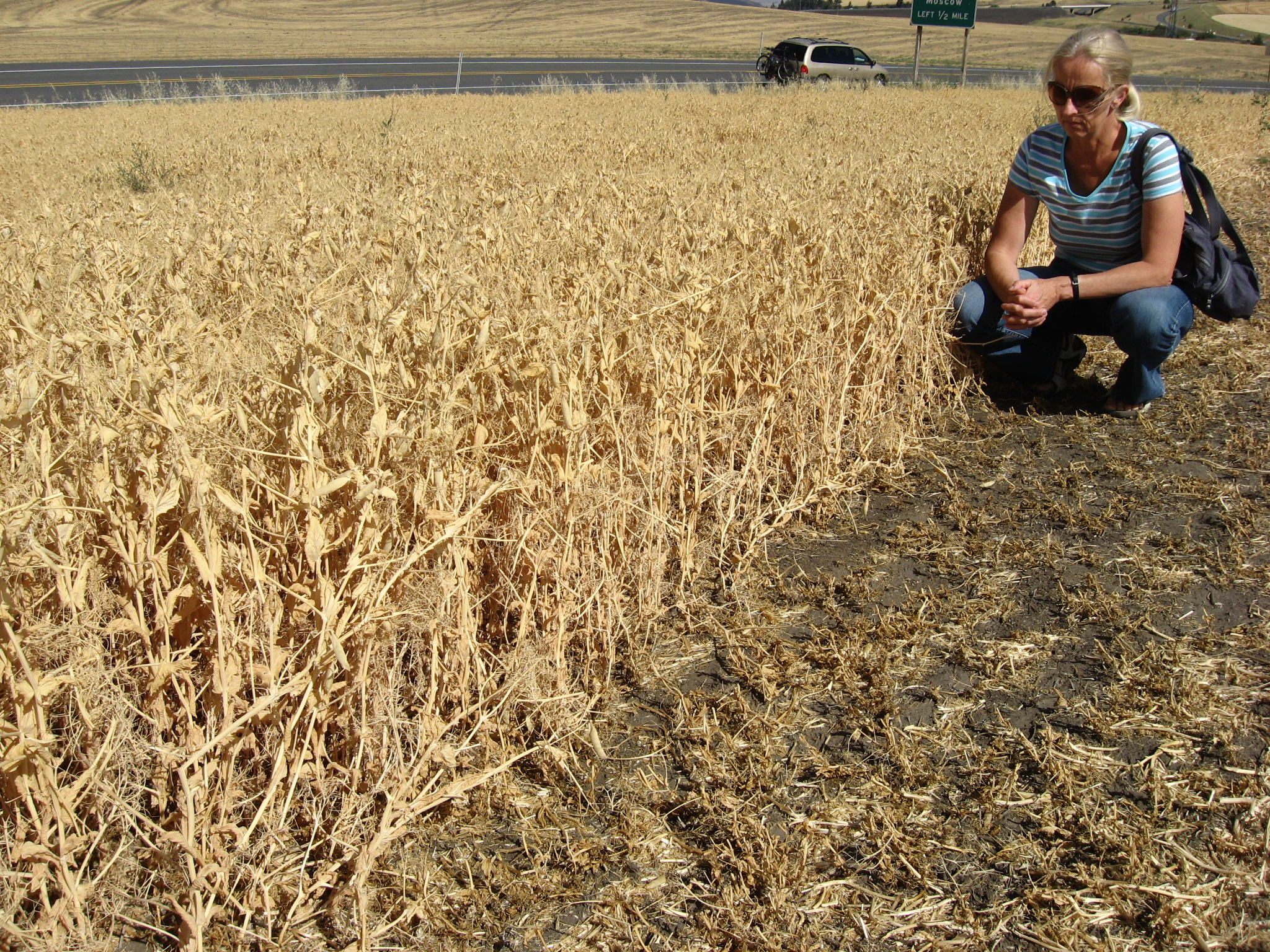 Niskopienna-wąsolistna odmiana grochu podczas żniw na farmie w Idaho, USA, 2008.